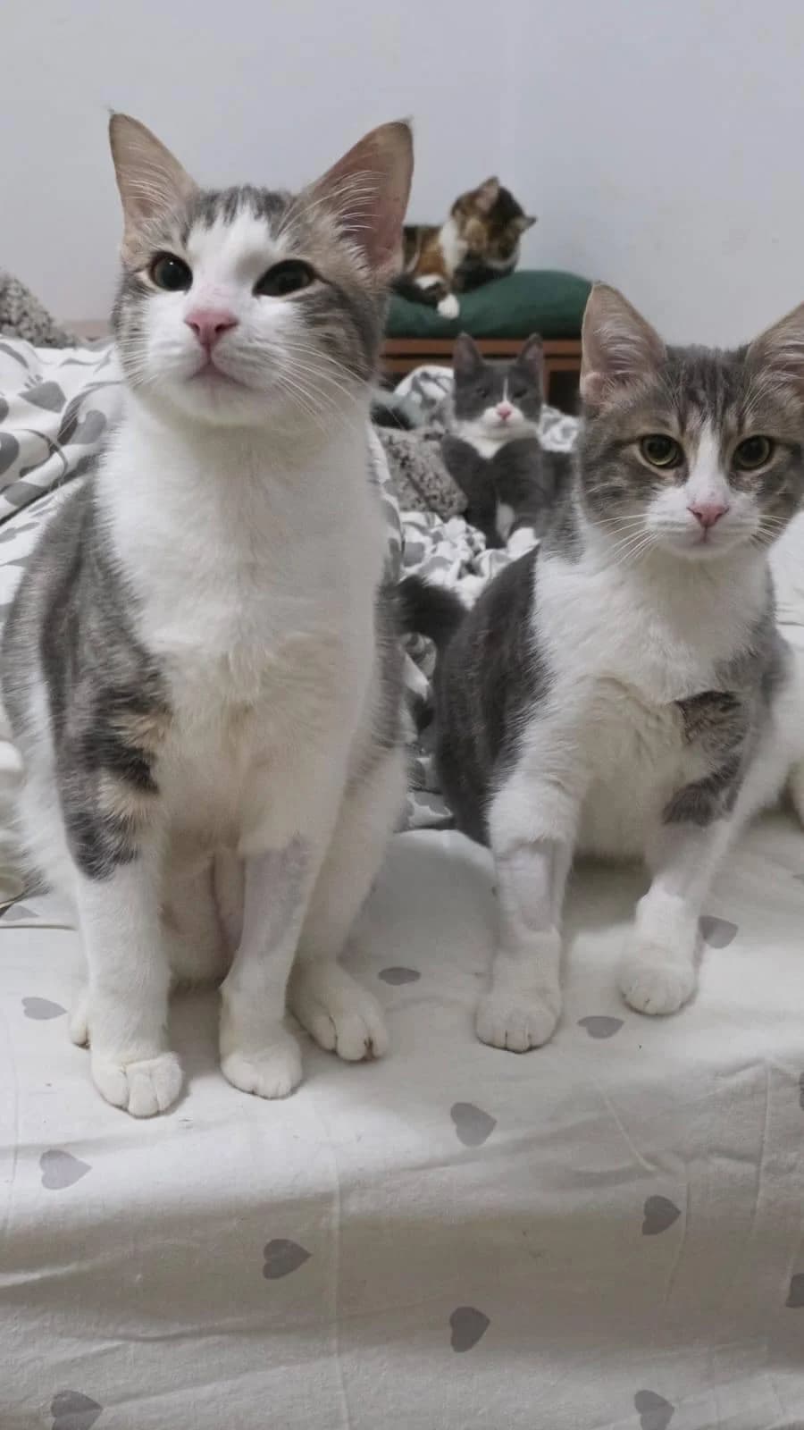 Dewey 🐾 die Nr. 2 aus dem Trio, male mixed breed for adoption at Heroes for Cyprus Cats / Zypernkatzen — photo 3 of 10