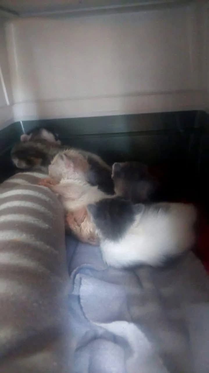 Dewey 🐾 die Nr. 2 aus dem Trio, male mixed breed for adoption at Heroes for Cyprus Cats / Zypernkatzen — photo 4 of 10