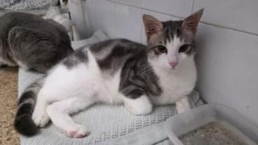 Dewey 🐾 die Nr. 2 aus dem Trio, male mixed breed for adoption at Heroes for Cyprus Cats / Zypernkatzen — photo 6 of 10