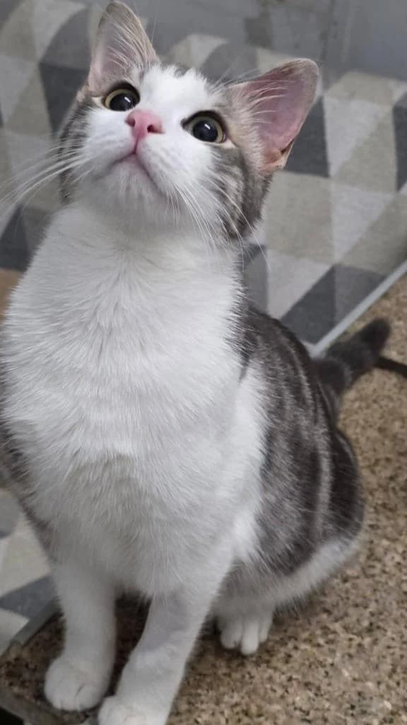 Dewey 🐾 die Nr. 2 aus dem Trio, male mixed breed for adoption at Heroes for Cyprus Cats / Zypernkatzen — photo 7 of 10