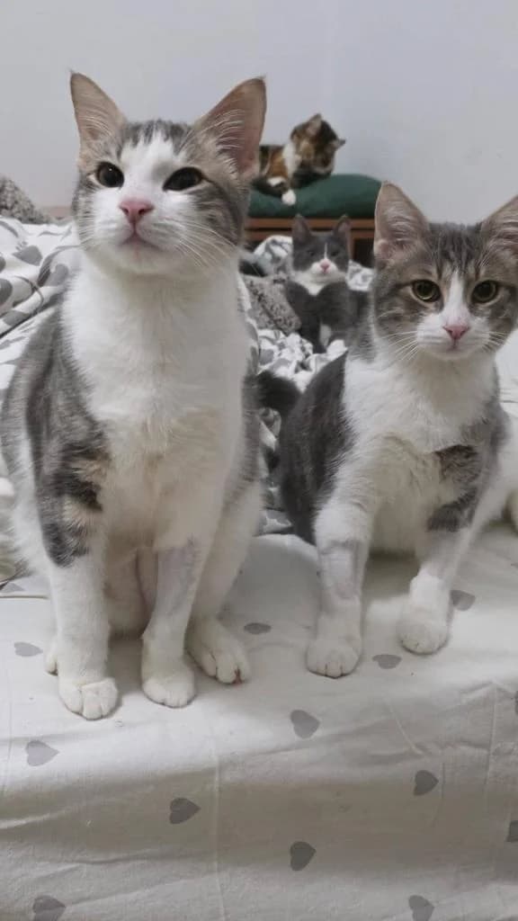 Dewey 🐾 die Nr. 2 aus dem Trio, male mixed breed for adoption at Heroes for Cyprus Cats / Zypernkatzen — photo 8 of 10