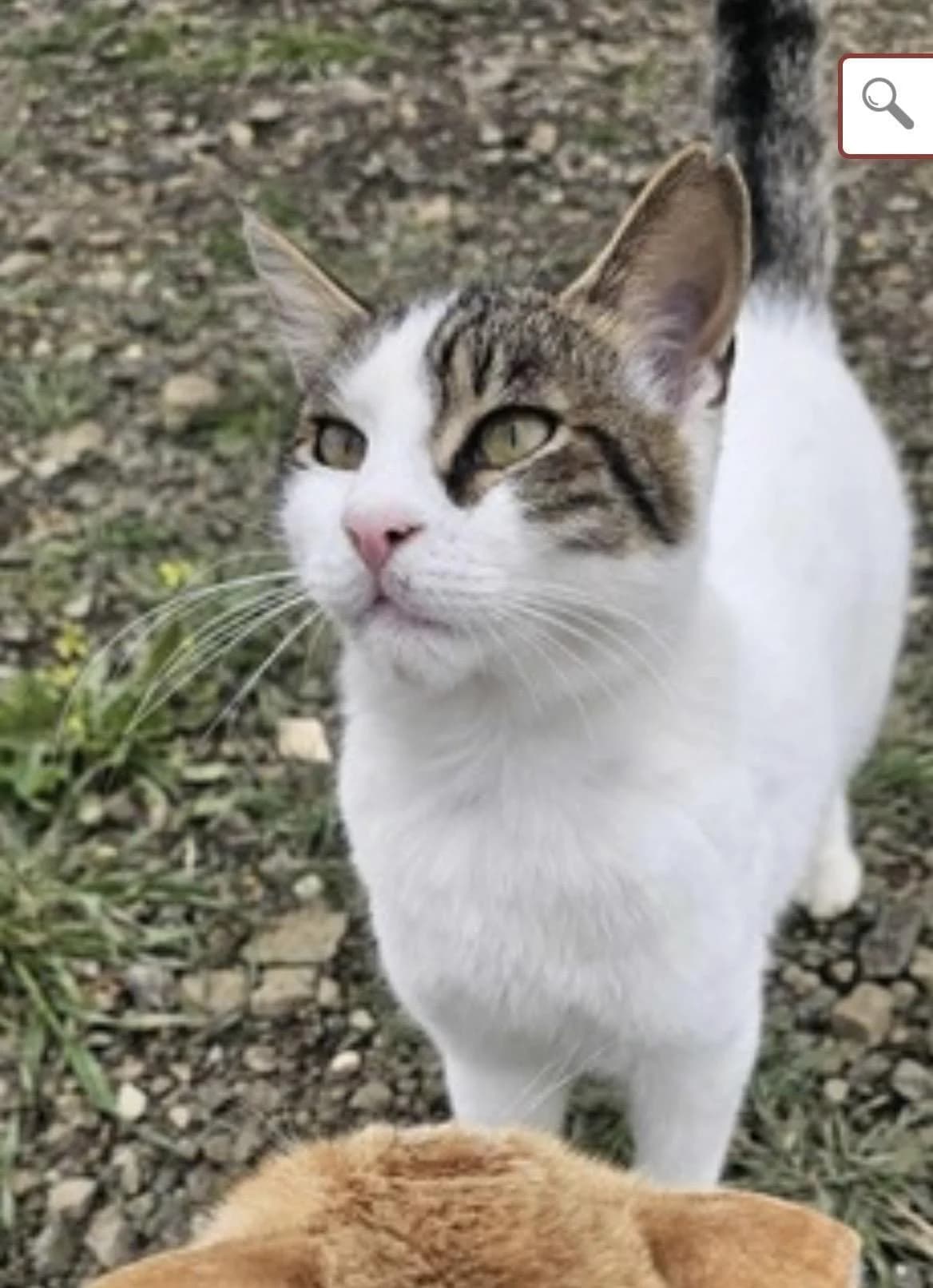 Gabriel 🐾 der Kampfschmuser, male mixed breed for adoption at Heroes for Cyprus Cats / Zypernkatzen