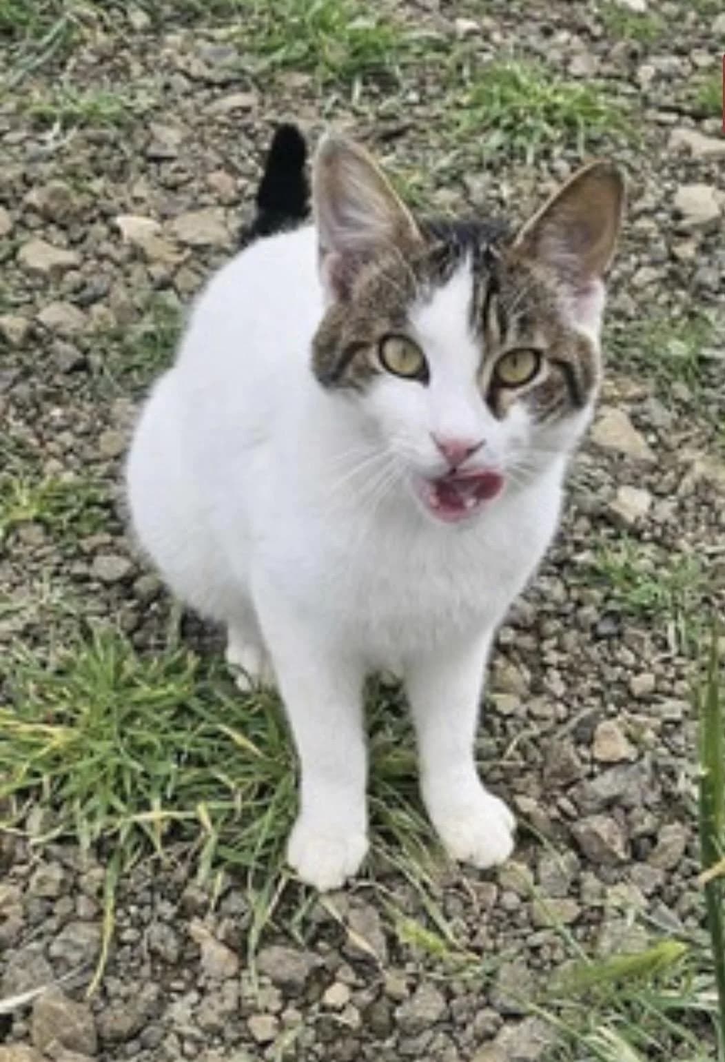 Gabriel 🐾 der Kampfschmuser, male mixed breed for adoption at Heroes for Cyprus Cats / Zypernkatzen — photo 2 of 10