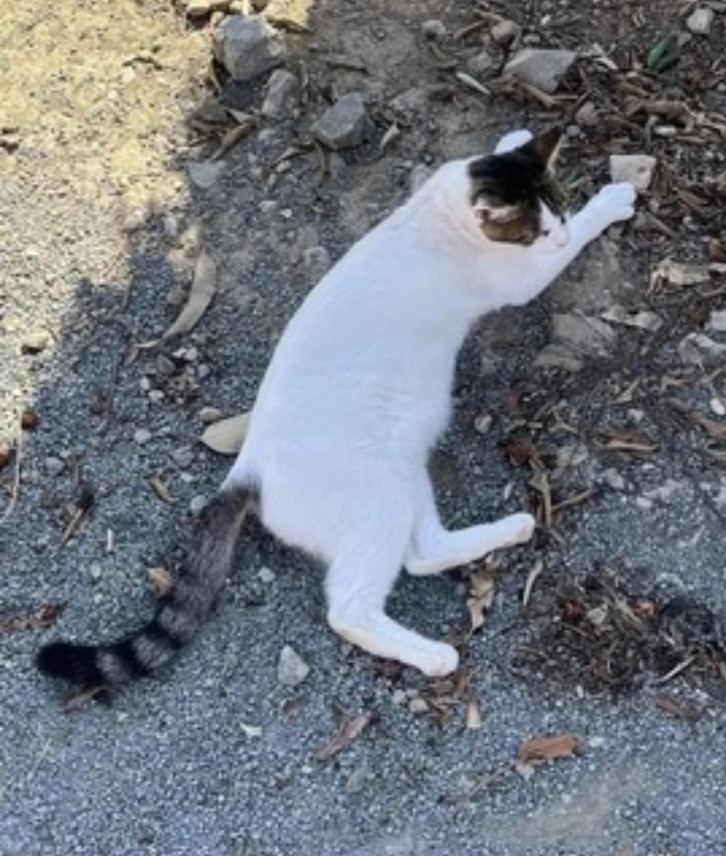 Gabriel 🐾 der Kampfschmuser, male mixed breed for adoption at Heroes for Cyprus Cats / Zypernkatzen — photo 3 of 10