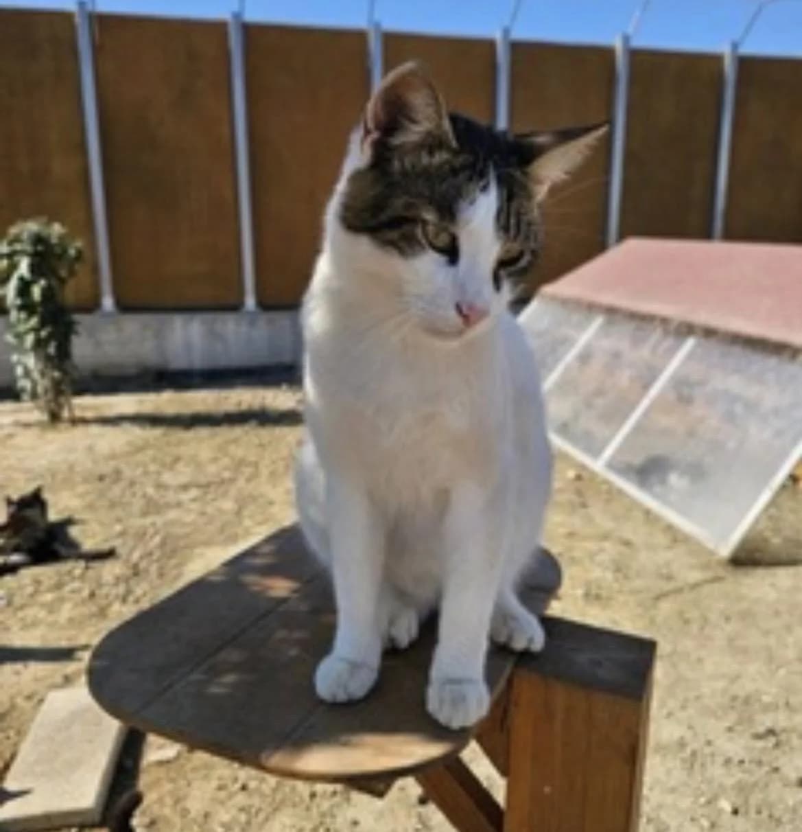 Gabriel 🐾 der Kampfschmuser, male mixed breed for adoption at Heroes for Cyprus Cats / Zypernkatzen — photo 4 of 10