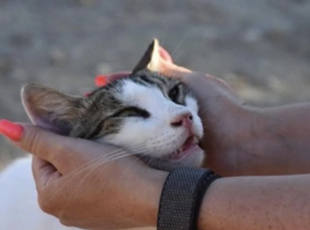 Gabriel 🐾 der Kampfschmuser, male mixed breed for adoption at Heroes for Cyprus Cats / Zypernkatzen — photo 5 of 10