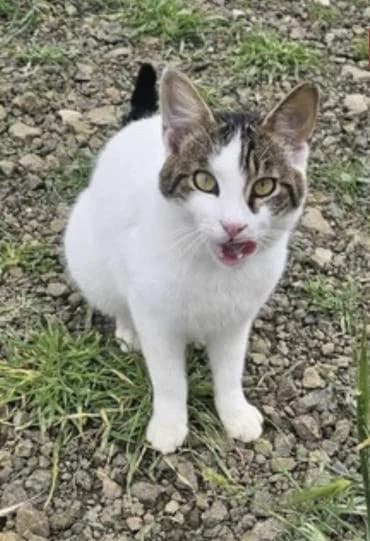 Gabriel 🐾 der Kampfschmuser, male mixed breed for adoption at Heroes for Cyprus Cats / Zypernkatzen — photo 7 of 10