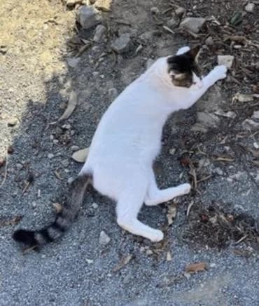 Gabriel 🐾 der Kampfschmuser, male mixed breed for adoption at Heroes for Cyprus Cats / Zypernkatzen — photo 8 of 10