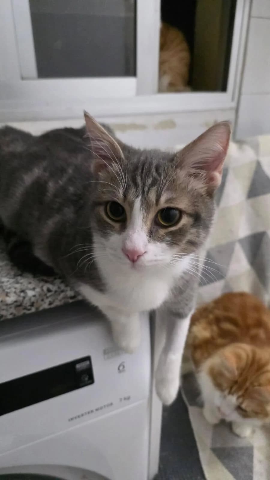 Louie 🐾 die Nr. 3 aus dem Trio, male mixed breed for adoption at Heroes for Cyprus Cats / Zypernkatzen