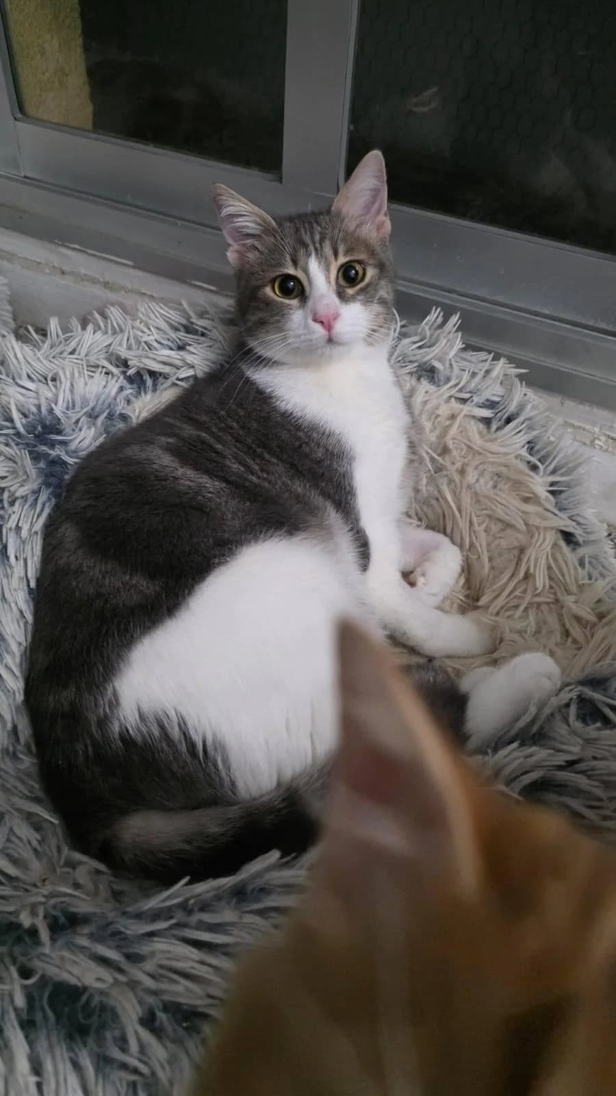 Louie 🐾 die Nr. 3 aus dem Trio, male mixed breed for adoption at Heroes for Cyprus Cats / Zypernkatzen — photo 2 of 10