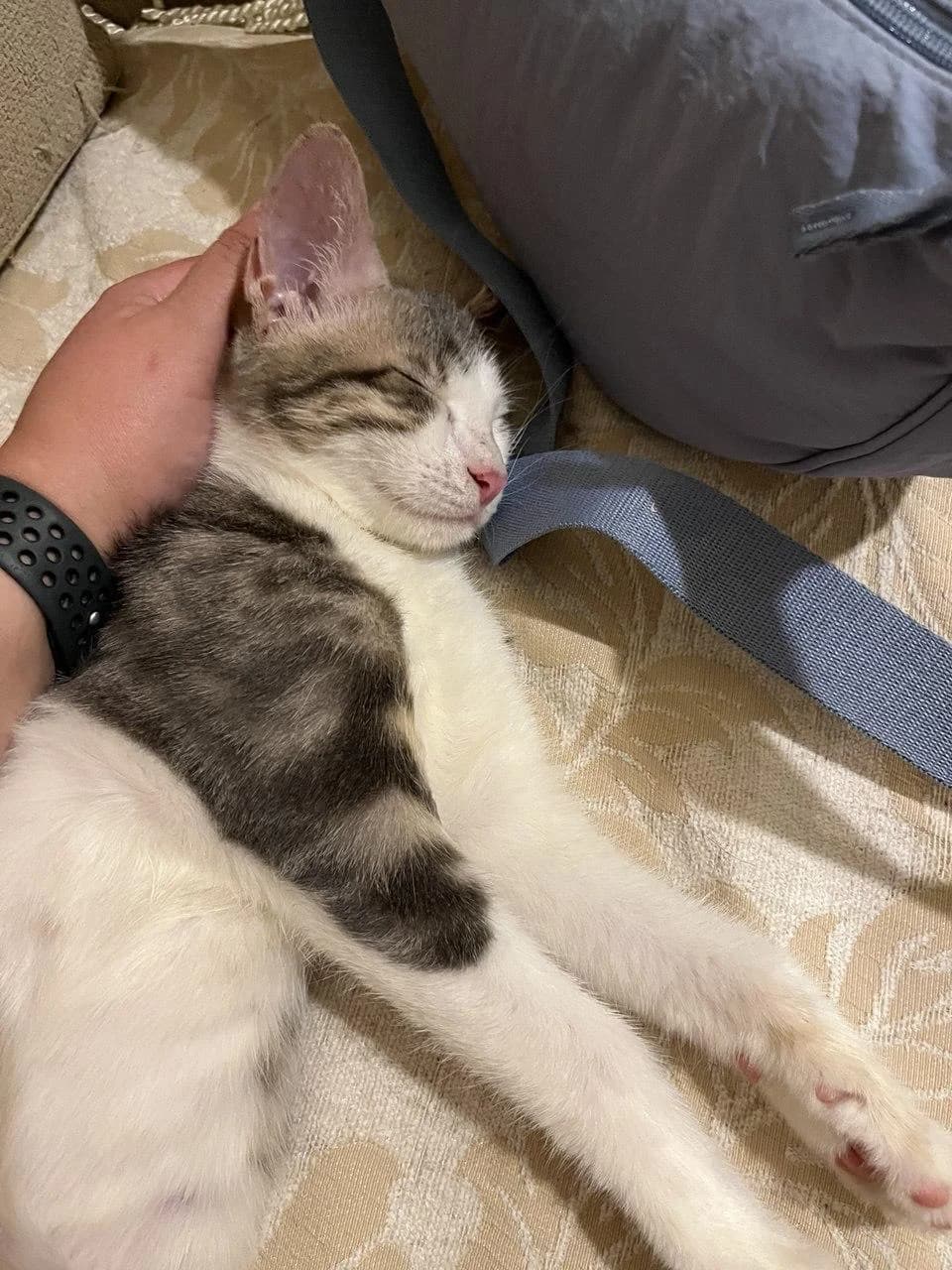 Louie 🐾 die Nr. 3 aus dem Trio, male mixed breed for adoption at Heroes for Cyprus Cats / Zypernkatzen — photo 3 of 10