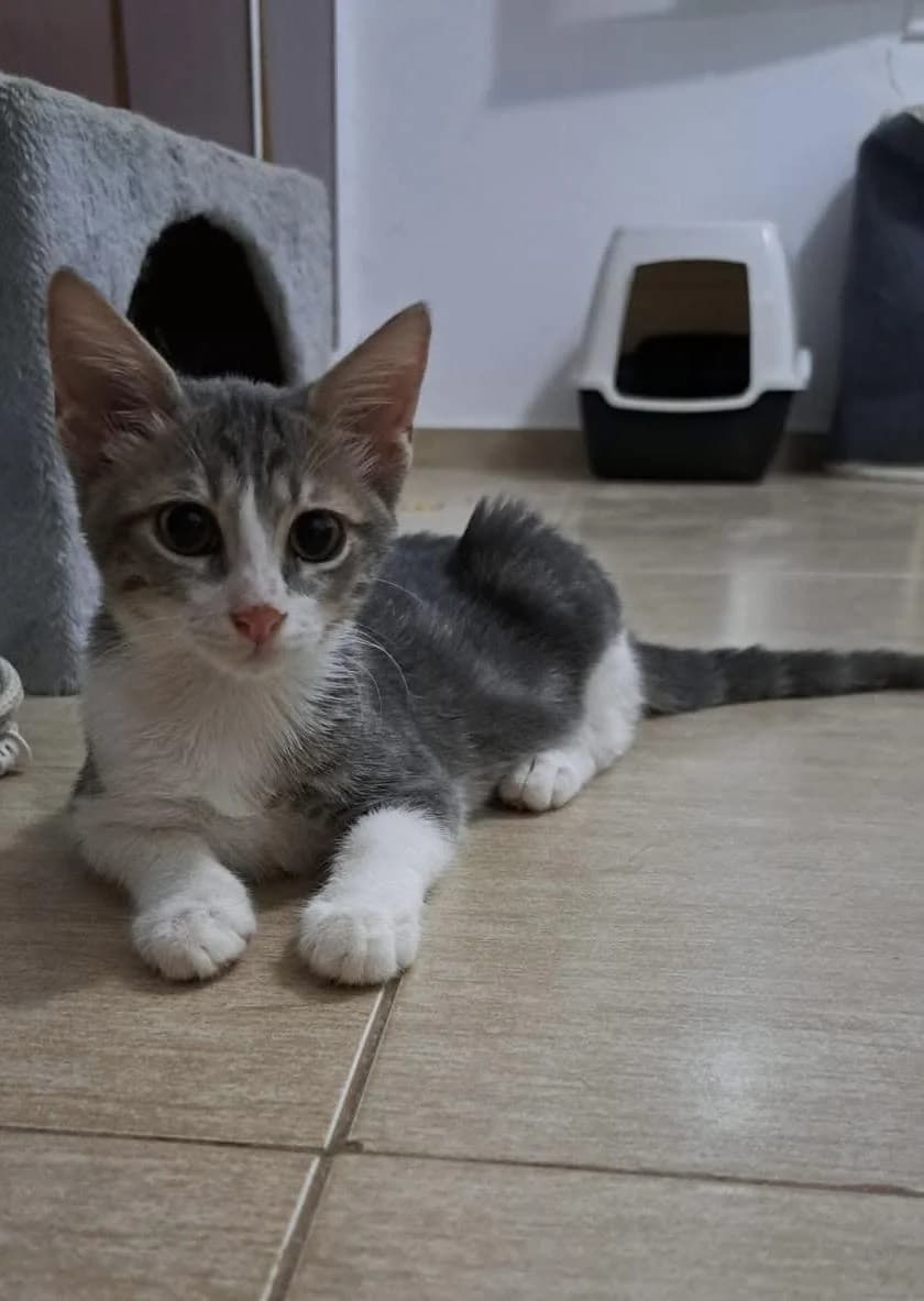 Louie 🐾 die Nr. 3 aus dem Trio, male mixed breed for adoption at Heroes for Cyprus Cats / Zypernkatzen — photo 4 of 10