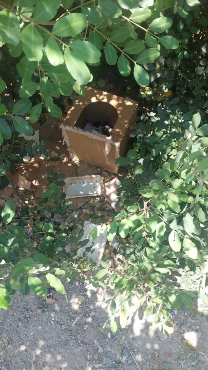 Louie 🐾 die Nr. 3 aus dem Trio, male mixed breed for adoption at Heroes for Cyprus Cats / Zypernkatzen — photo 5 of 10