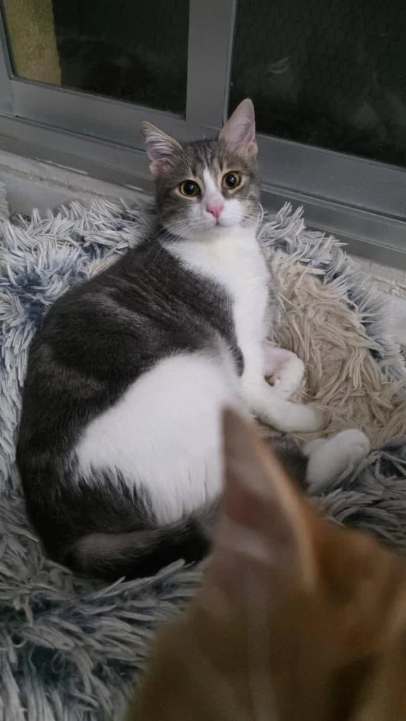 Louie 🐾 die Nr. 3 aus dem Trio, male mixed breed for adoption at Heroes for Cyprus Cats / Zypernkatzen — photo 7 of 10