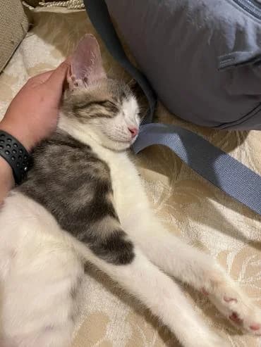 Louie 🐾 die Nr. 3 aus dem Trio, male mixed breed for adoption at Heroes for Cyprus Cats / Zypernkatzen — photo 8 of 10