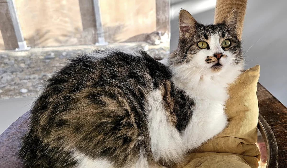 Delilah, female mixed breed for adoption at Heroes for Cyprus Cats / Zypernkatzen