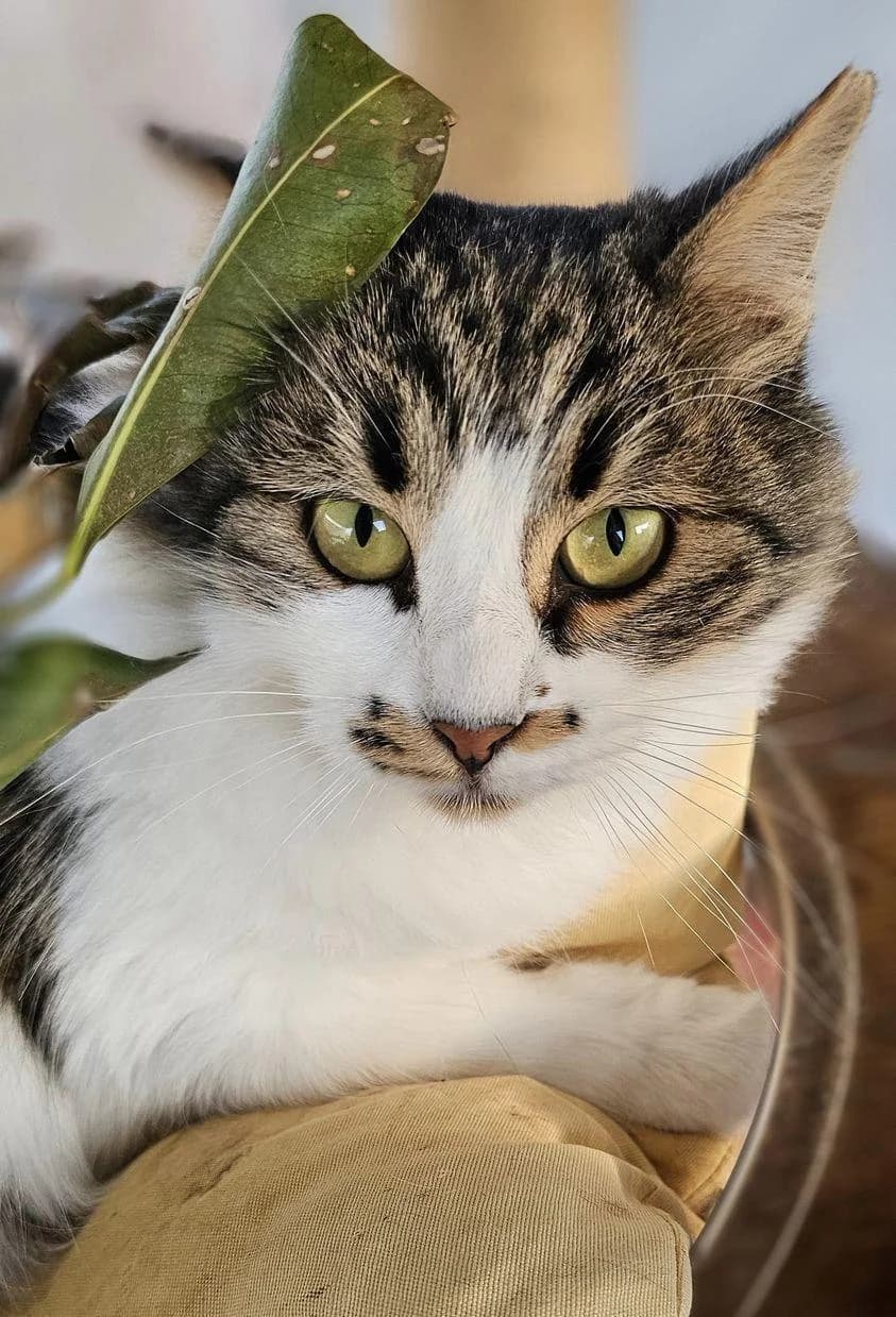 Delilah, female mixed breed for adoption at Heroes for Cyprus Cats / Zypernkatzen — photo 2 of 10