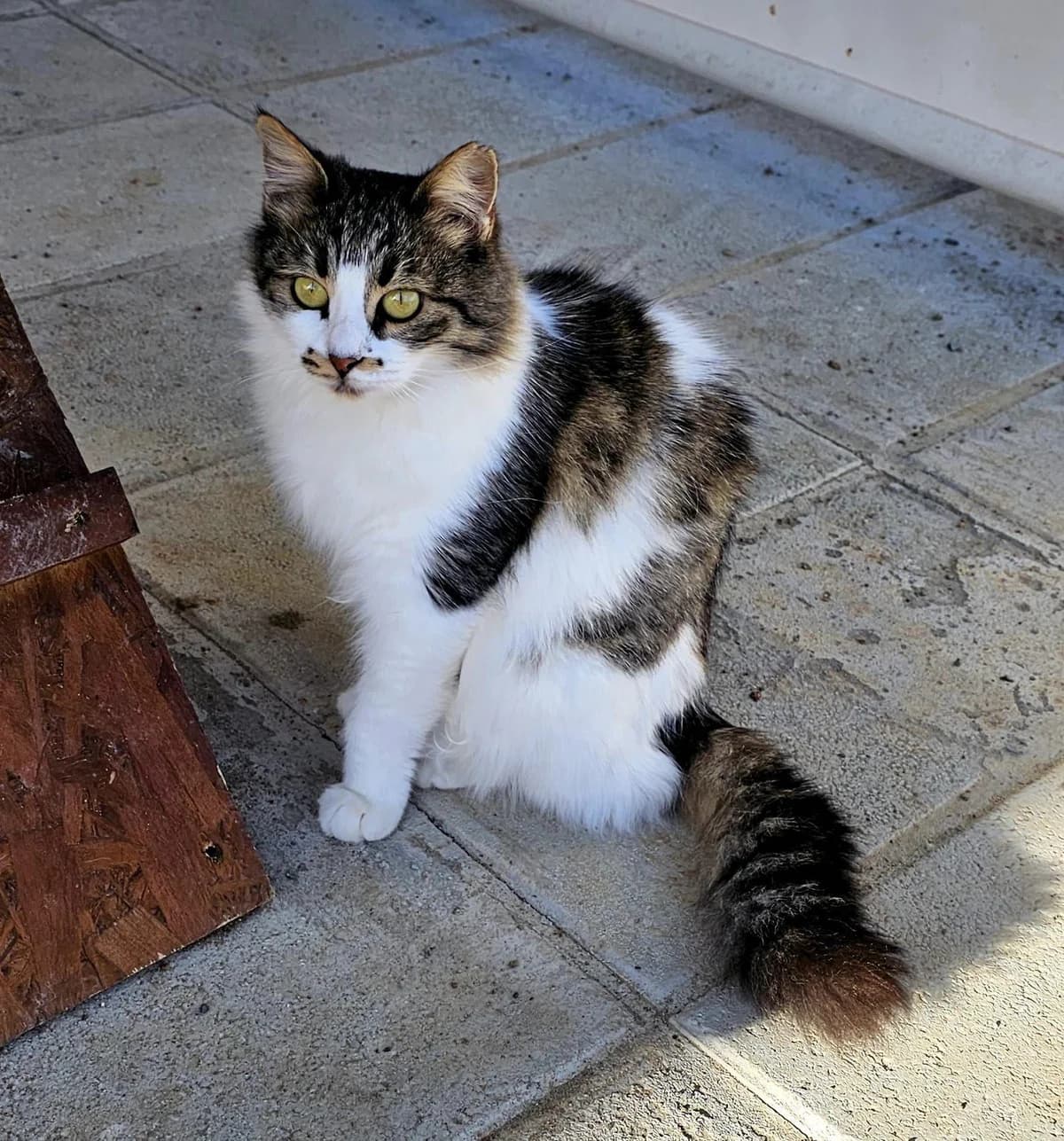 Delilah, female mixed breed for adoption at Heroes for Cyprus Cats / Zypernkatzen — photo 3 of 10
