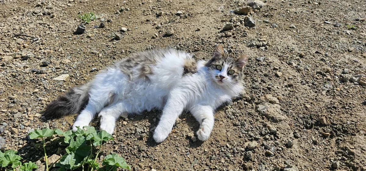 Delilah, female mixed breed for adoption at Heroes for Cyprus Cats / Zypernkatzen — photo 4 of 10