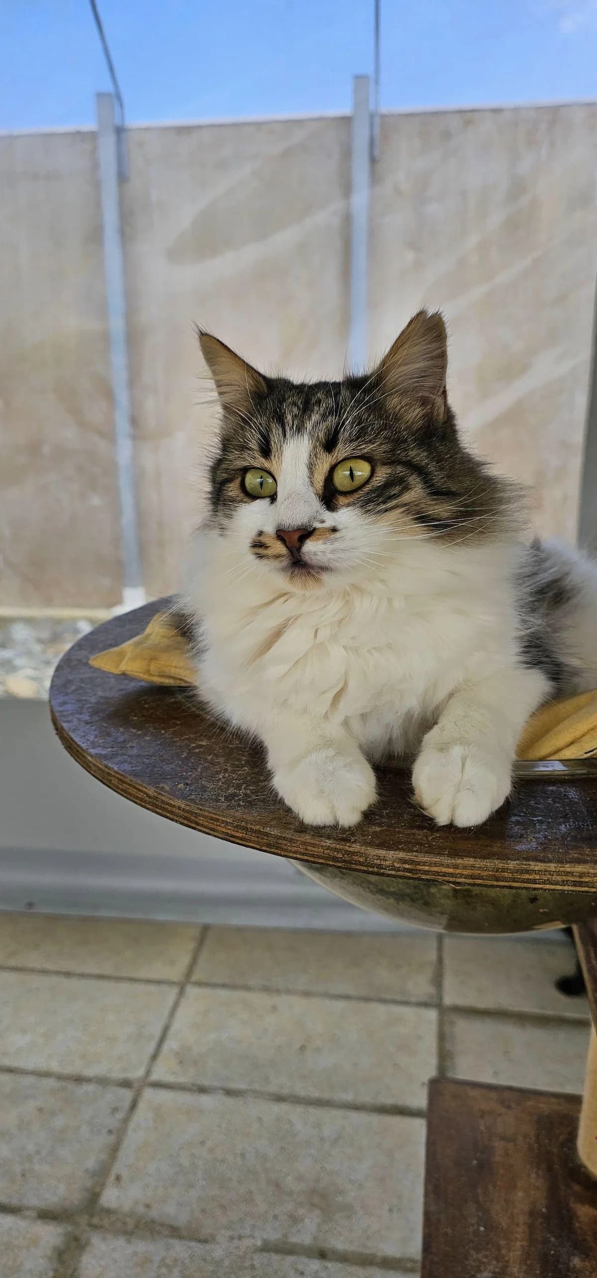 Delilah, female mixed breed for adoption at Heroes for Cyprus Cats / Zypernkatzen — photo 5 of 10