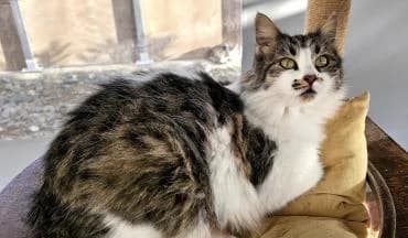 Delilah, female mixed breed for adoption at Heroes for Cyprus Cats / Zypernkatzen — photo 6 of 10