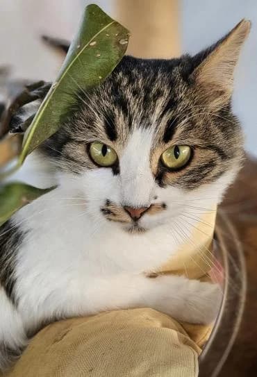 Delilah, female mixed breed for adoption at Heroes for Cyprus Cats / Zypernkatzen — photo 7 of 10