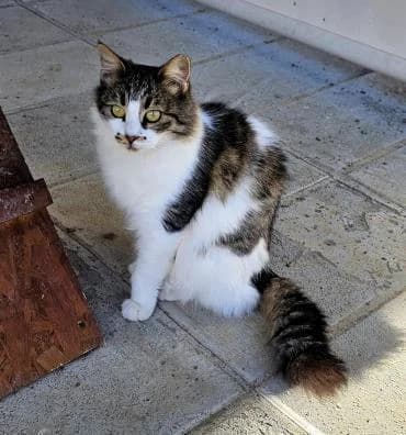 Delilah, female mixed breed for adoption at Heroes for Cyprus Cats / Zypernkatzen — photo 8 of 10