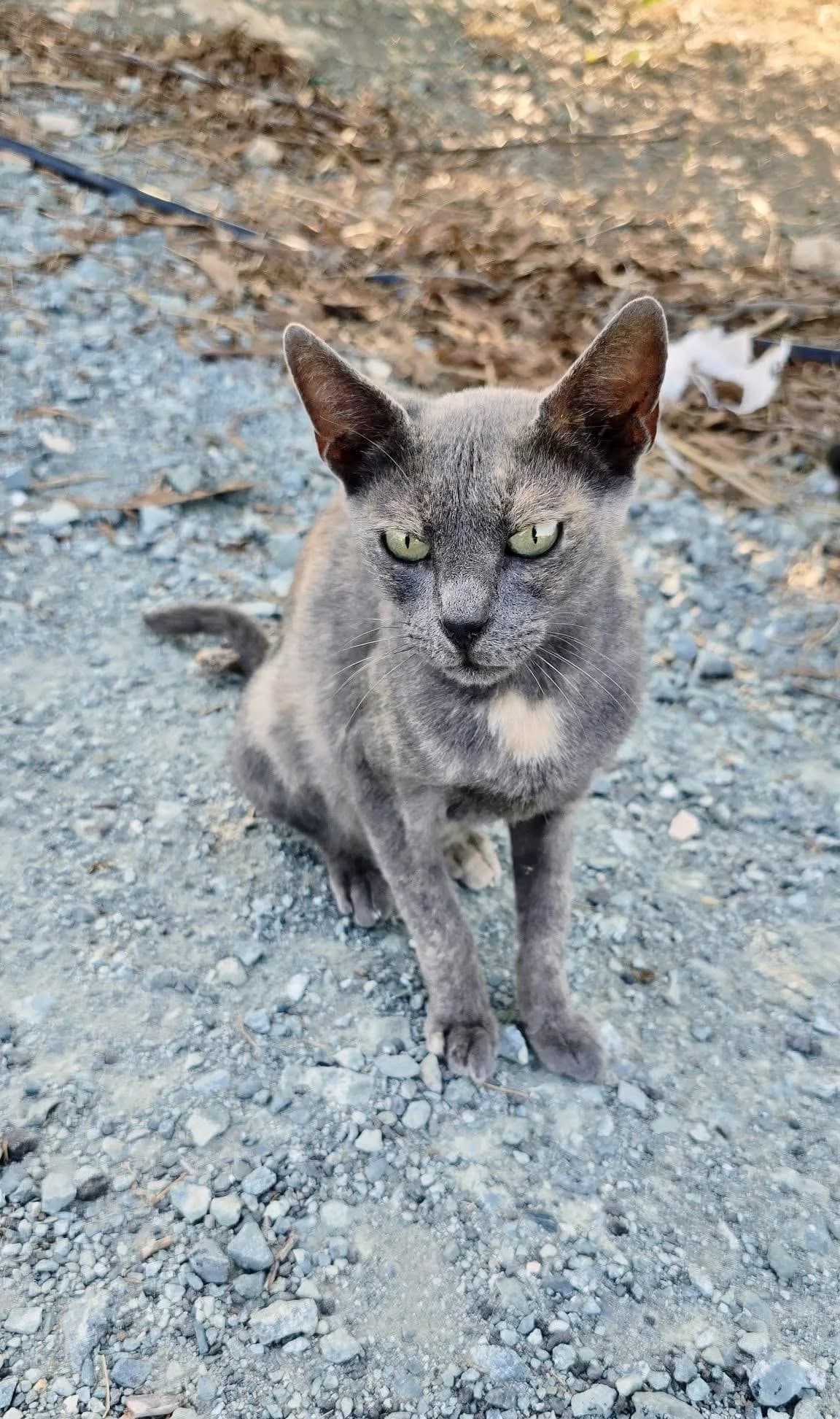 Calen 🐾 lernt zu vertrauen, female mixed breed for adoption at Heroes for Cyprus Cats / Zypernkatzen — photo 5 of 10