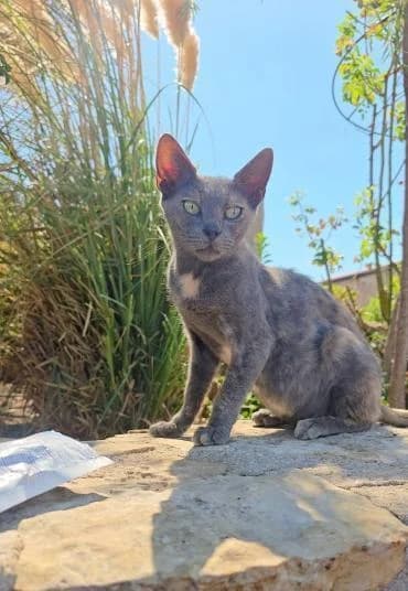Calen 🐾 lernt zu vertrauen, female mixed breed for adoption at Heroes for Cyprus Cats / Zypernkatzen — photo 6 of 10