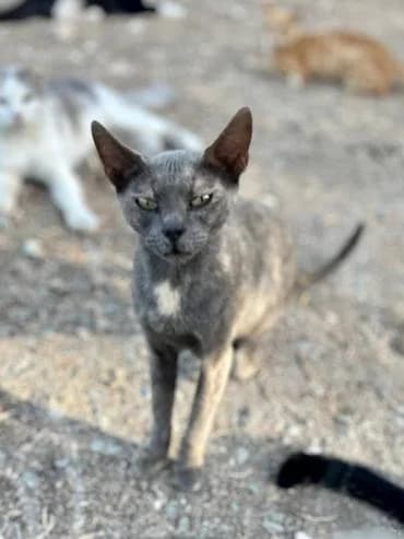 Calen 🐾 lernt zu vertrauen, female mixed breed for adoption at Heroes for Cyprus Cats / Zypernkatzen — photo 7 of 10
