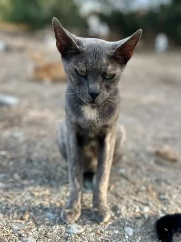 Calen 🐾 lernt zu vertrauen, female mixed breed for adoption at Heroes for Cyprus Cats / Zypernkatzen — photo 8 of 10