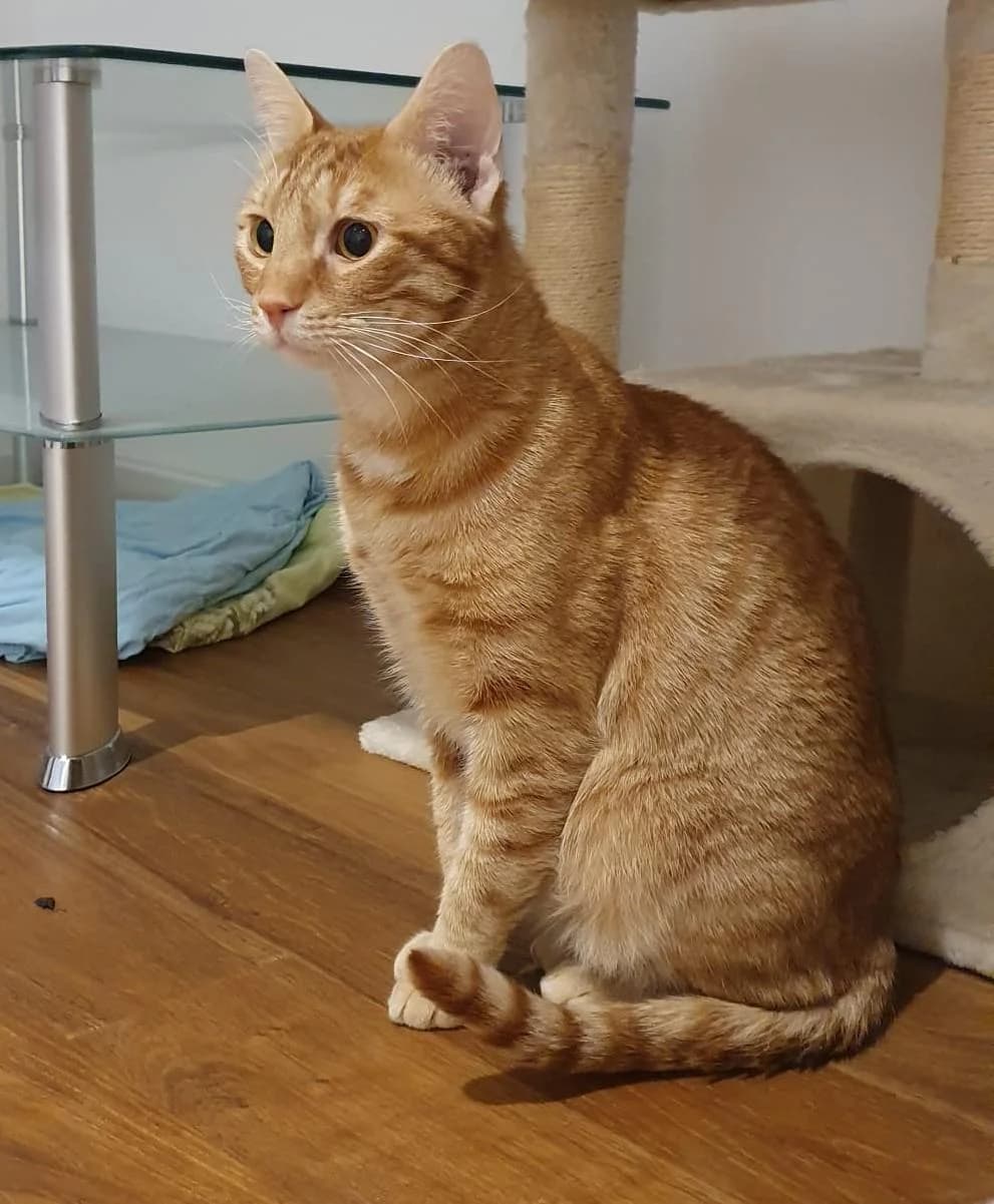 Pepe, male European Shorthair for adoption at Heroes for Cyprus Cats / Zypernkatzen