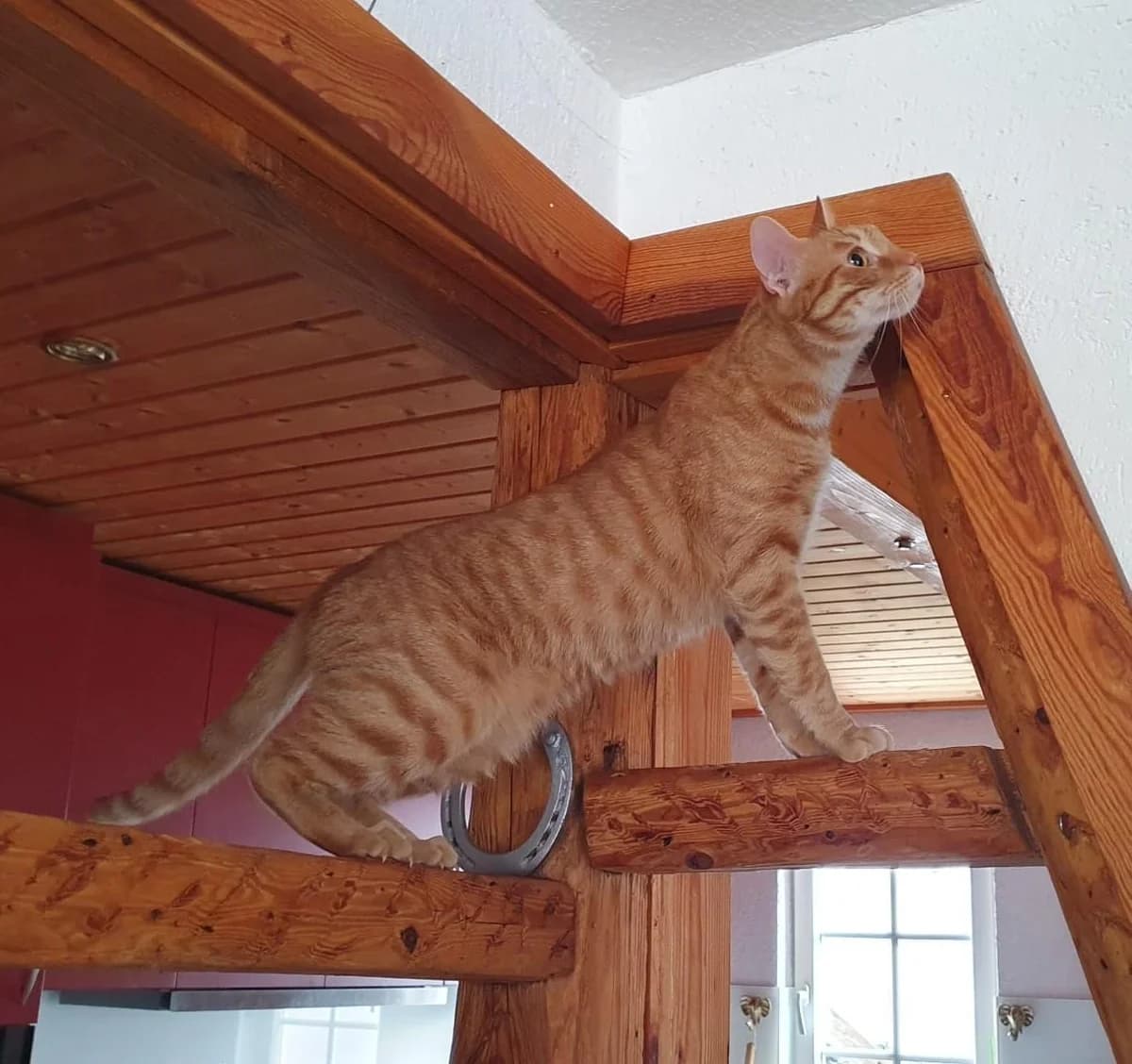 Pepe, male European Shorthair for adoption at Heroes for Cyprus Cats / Zypernkatzen — photo 2 of 10