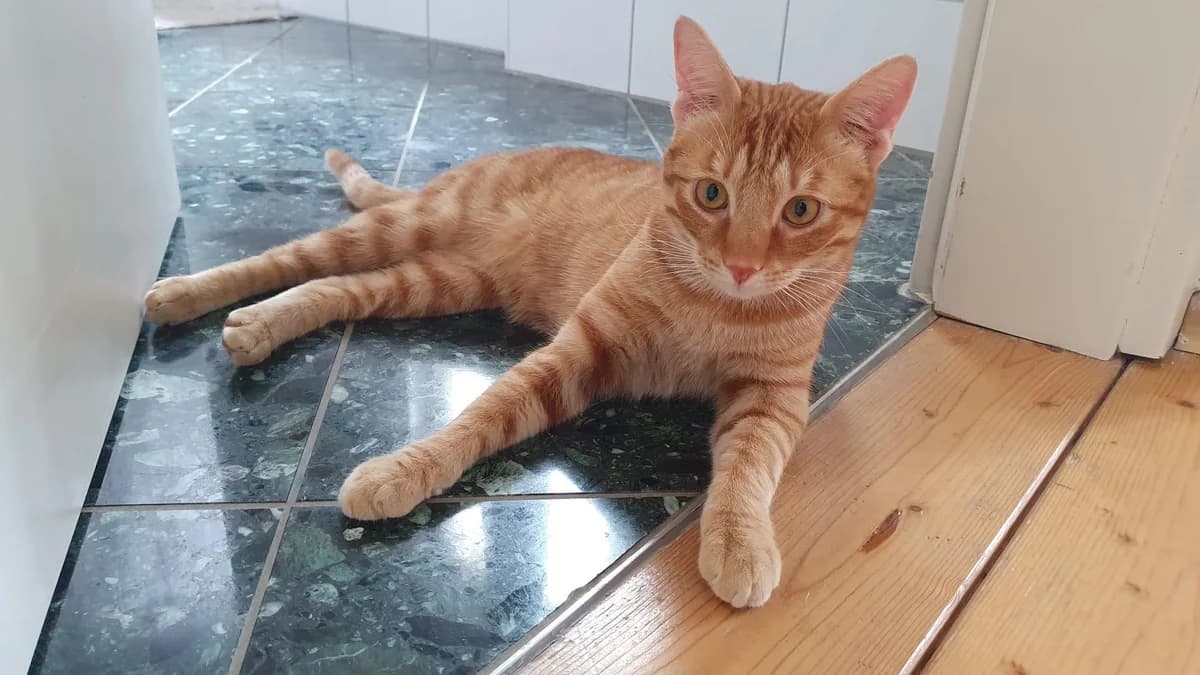 Pepe, male European Shorthair for adoption at Heroes for Cyprus Cats / Zypernkatzen — photo 3 of 10