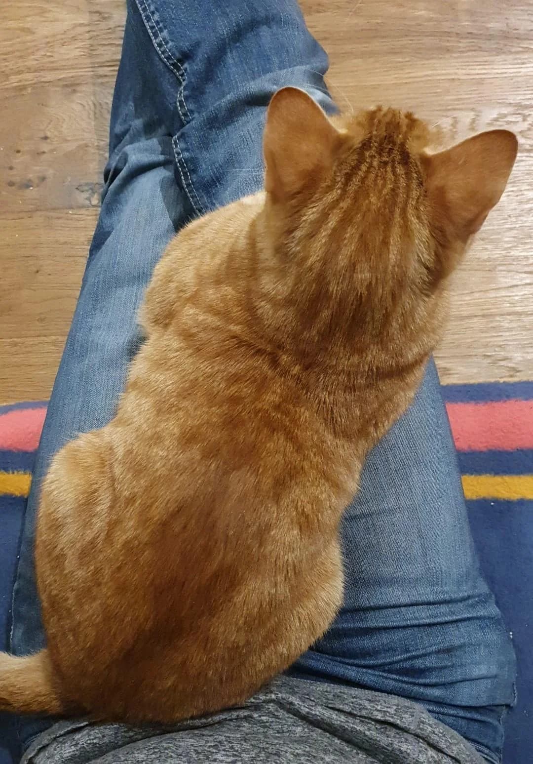 Pepe, male European Shorthair for adoption at Heroes for Cyprus Cats / Zypernkatzen — photo 4 of 10