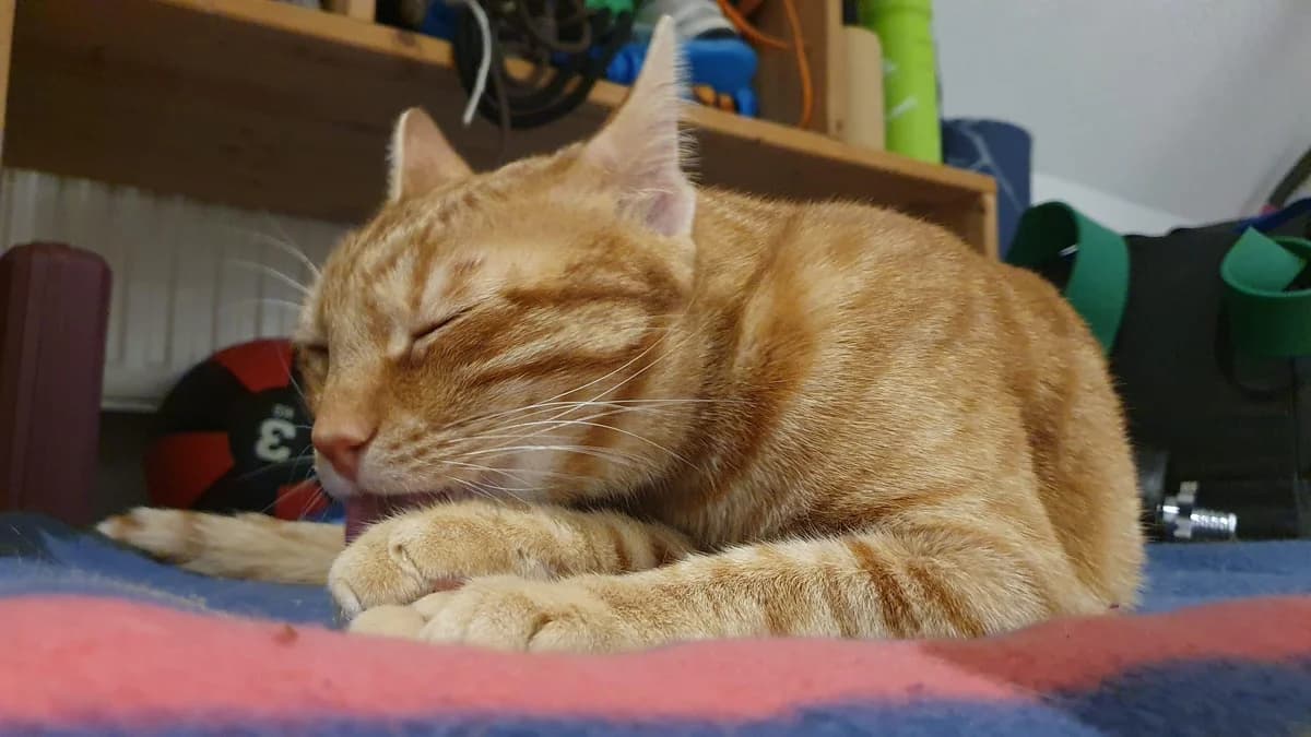 Pepe, male European Shorthair for adoption at Heroes for Cyprus Cats / Zypernkatzen — photo 5 of 10