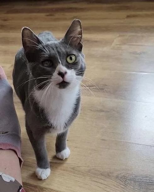 Lulucia 🐾 das Piratenmädchen 🏴‍☠️, female mixed breed for adoption at Heroes for Cyprus Cats / Zypernkatzen