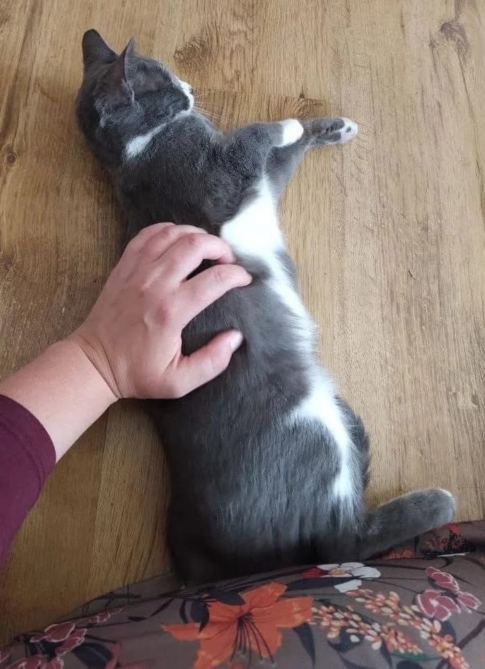 Lulucia 🐾 das Piratenmädchen 🏴‍☠️, female mixed breed for adoption at Heroes for Cyprus Cats / Zypernkatzen — photo 3 of 10