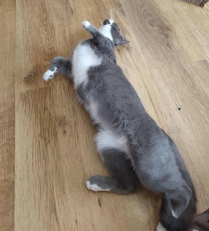 Lulucia 🐾 das Piratenmädchen 🏴‍☠️, female mixed breed for adoption at Heroes for Cyprus Cats / Zypernkatzen — photo 4 of 10