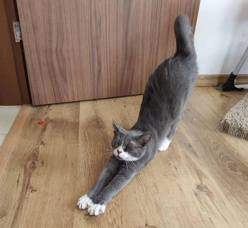 Lulucia 🐾 das Piratenmädchen 🏴‍☠️, female mixed breed for adoption at Heroes for Cyprus Cats / Zypernkatzen — photo 5 of 10