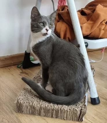 Lulucia 🐾 das Piratenmädchen 🏴‍☠️, female mixed breed for adoption at Heroes for Cyprus Cats / Zypernkatzen — photo 7 of 10