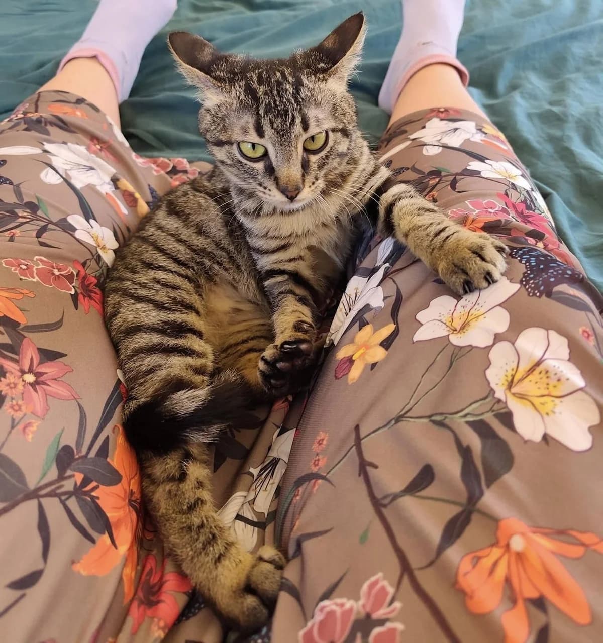 Ilios 🐾, male mixed breed for adoption at Heroes for Cyprus Cats / Zypernkatzen