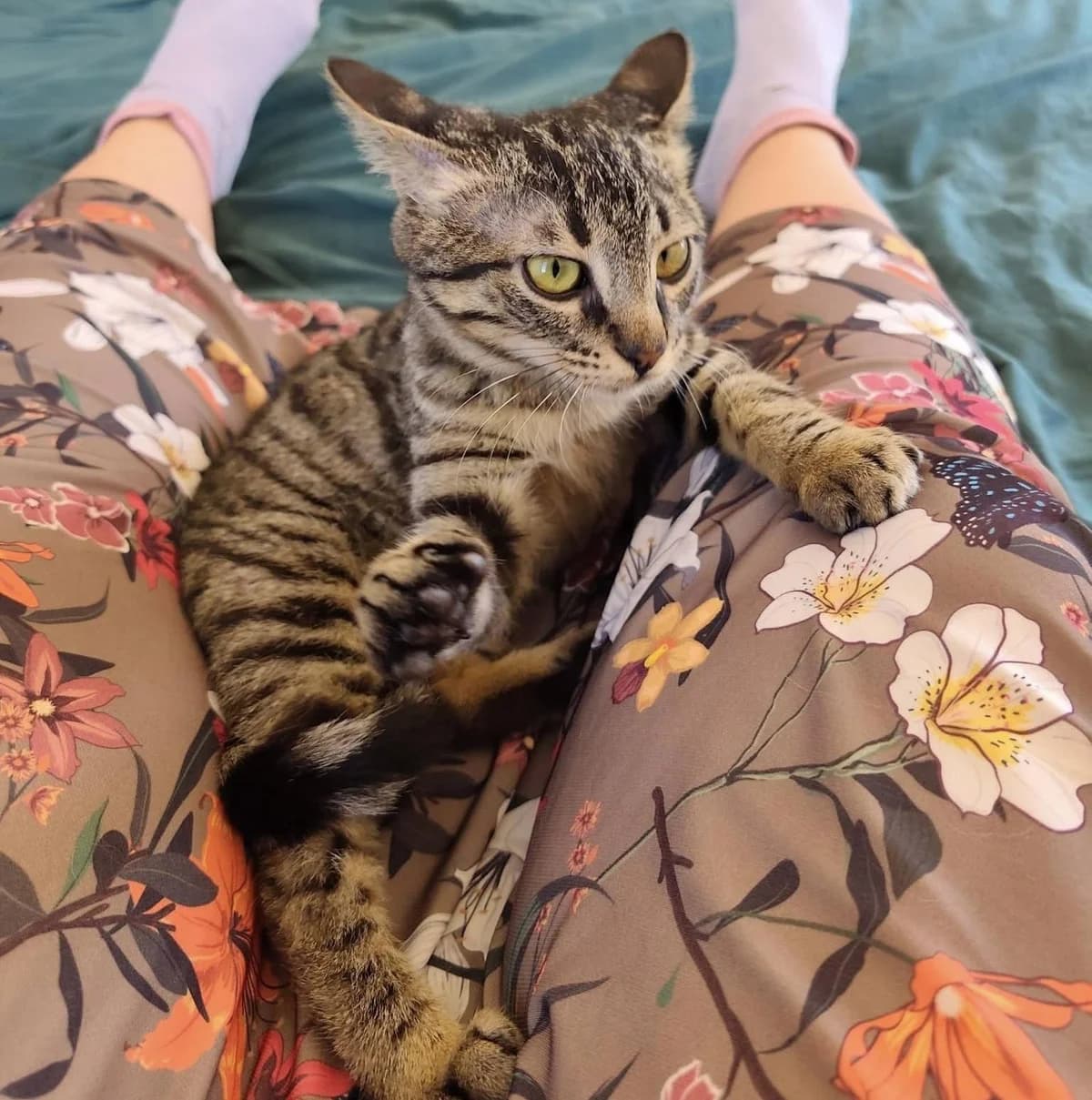 Ilios 🐾, male mixed breed for adoption at Heroes for Cyprus Cats / Zypernkatzen — photo 2 of 10