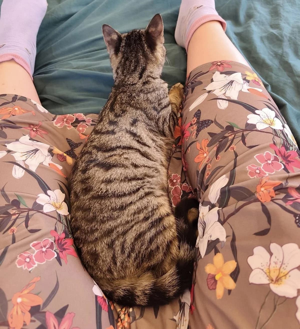 Ilios 🐾, male mixed breed for adoption at Heroes for Cyprus Cats / Zypernkatzen — photo 3 of 10