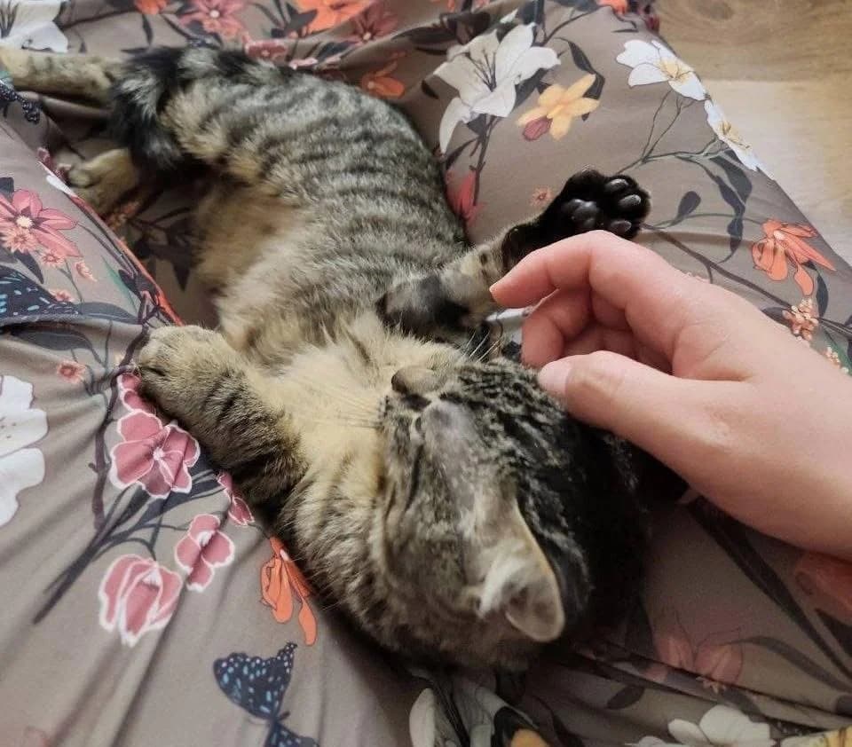 Ilios 🐾, male mixed breed for adoption at Heroes for Cyprus Cats / Zypernkatzen — photo 4 of 10