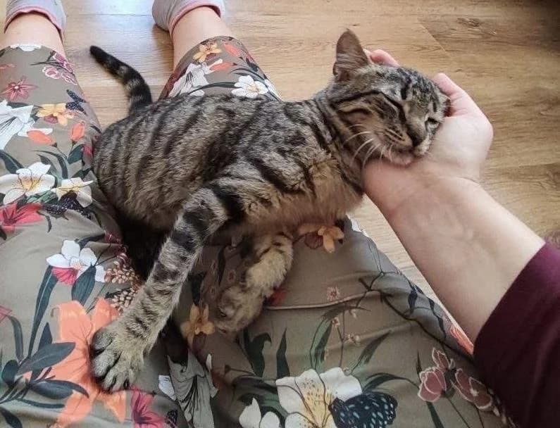 Ilios 🐾, male mixed breed for adoption at Heroes for Cyprus Cats / Zypernkatzen — photo 5 of 10