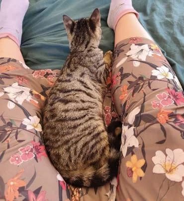 Ilios 🐾, male mixed breed for adoption at Heroes for Cyprus Cats / Zypernkatzen — photo 8 of 10