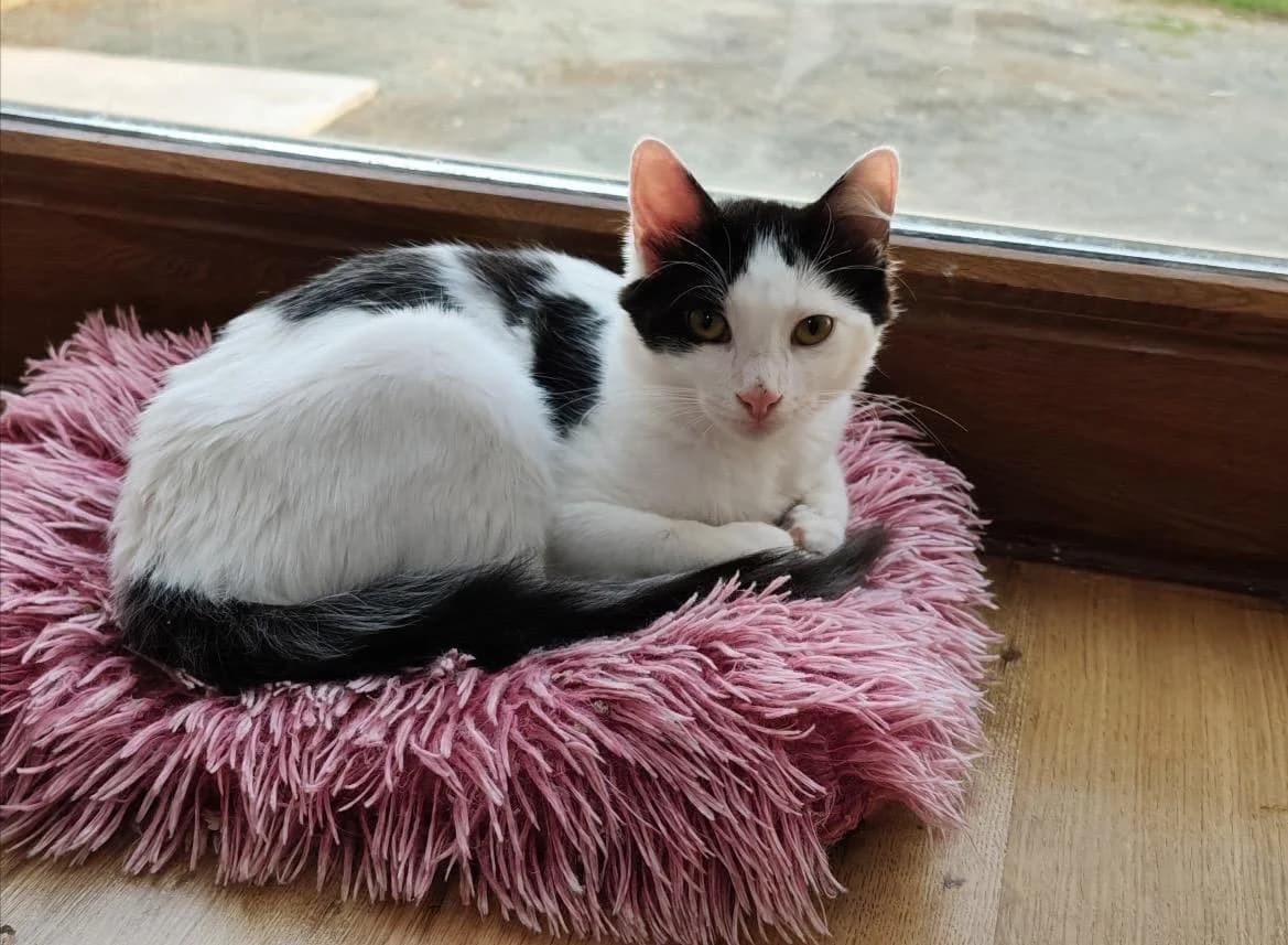 Mios 🐾 der Kleinste im Wurf, male mixed breed for adoption at Heroes for Cyprus Cats / Zypernkatzen