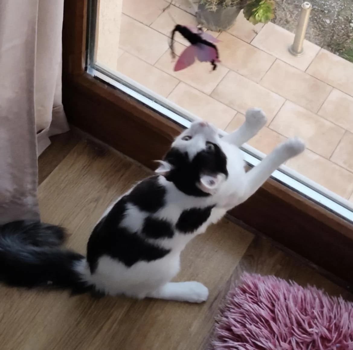 Mios 🐾 der Kleinste im Wurf, male mixed breed for adoption at Heroes for Cyprus Cats / Zypernkatzen — photo 3 of 10