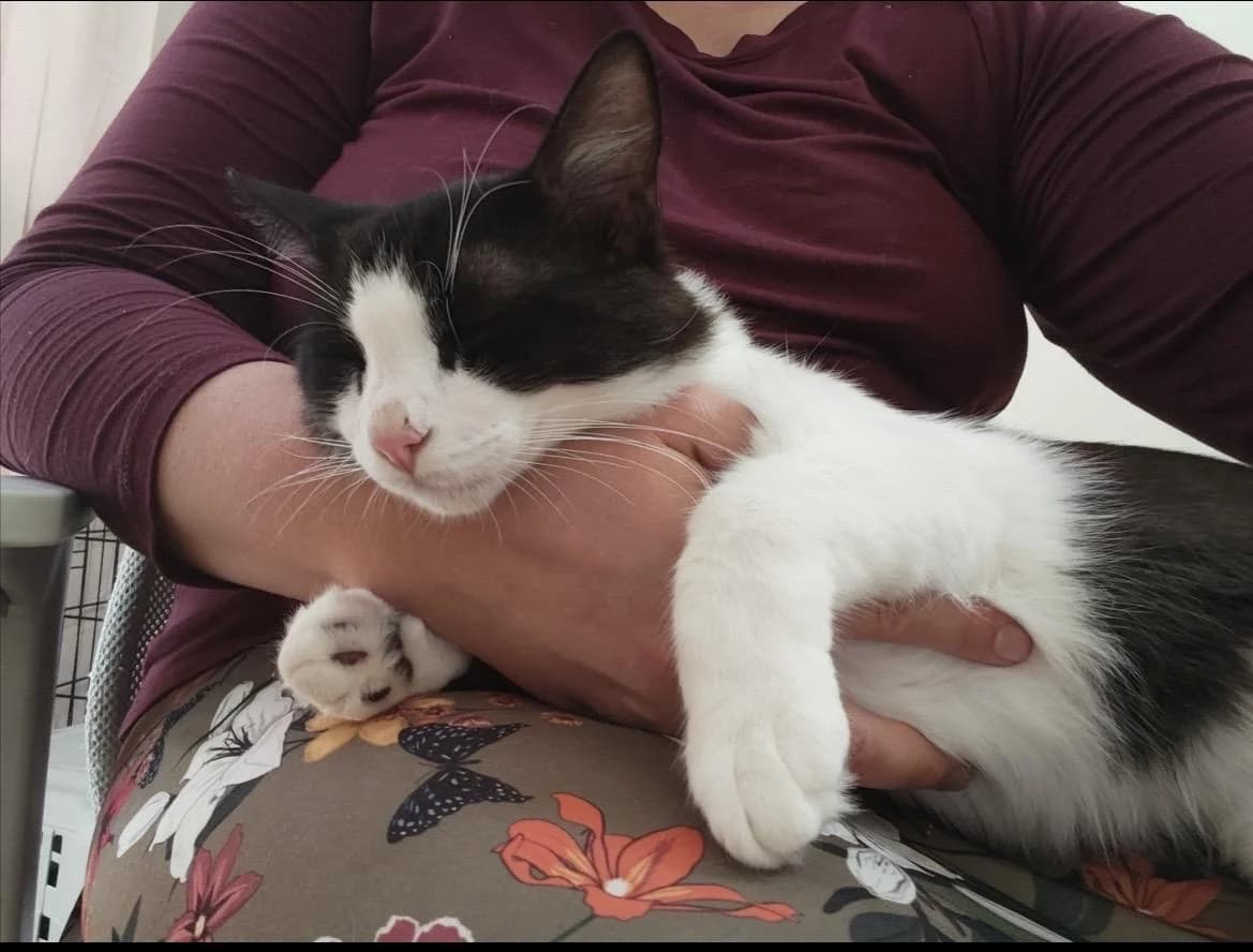 Mios 🐾 der Kleinste im Wurf, male mixed breed for adoption at Heroes for Cyprus Cats / Zypernkatzen — photo 4 of 10